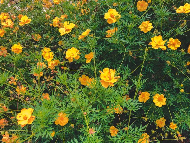 Fiori gialli di prato selvaggio per lo sfondo