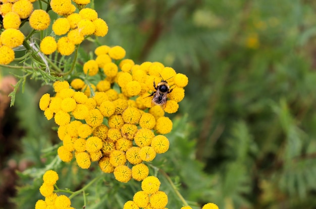 Fiori gialli di prato su un campo in autunno Fiori gialli tanaceto