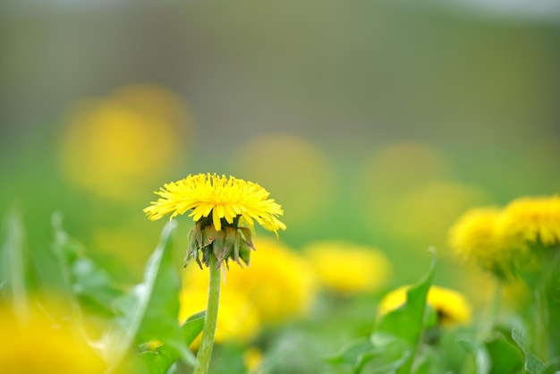 Fiori gialli di tarassaco che fioriscono sul prato estivo nel giardino verde e soleggiato