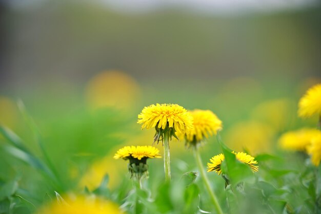 Fiori gialli di tarassaco che fioriscono sul prato estivo nel giardino verde e soleggiato