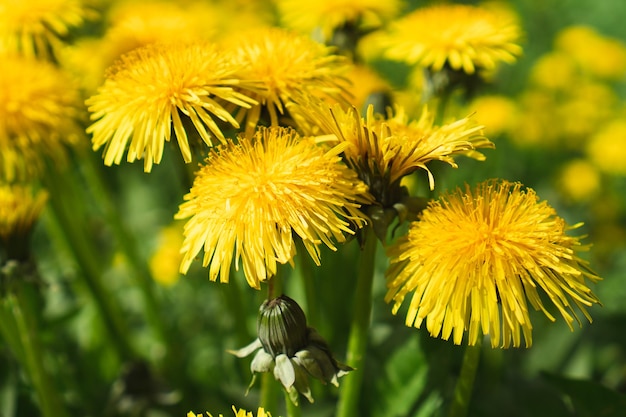 Fiori gialli di tarassaco in prato alla soleggiata giornata primaverile Taraxacum officinale pianta medicinale