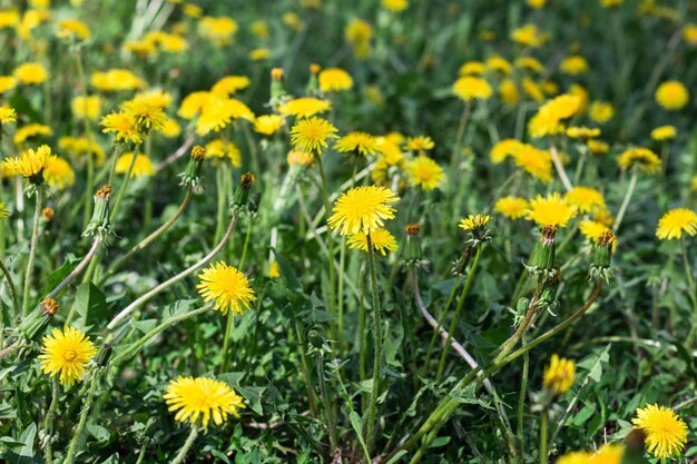 Fiori gialli di tarassaco sul prato