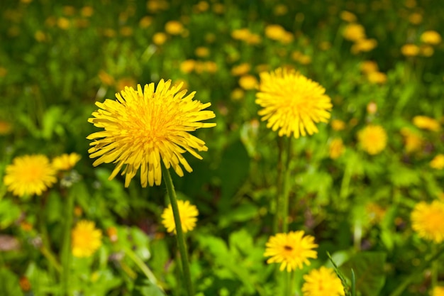 Fiori gialli di tarassaco