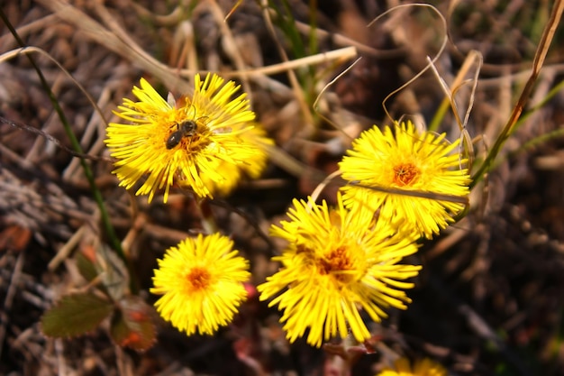 Fiori gialli di Tussilago farfara (farfara). Avvicinamento