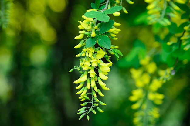 fiori gialli di un cespuglio fiorito