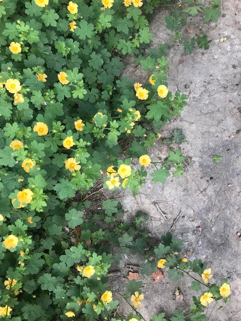 fiori gialli di una malva di campo Modiolastrum malvifolium