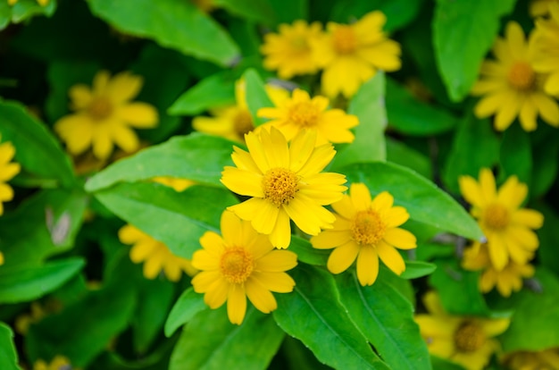 fiori gialli di zinnia sulla vista superiore