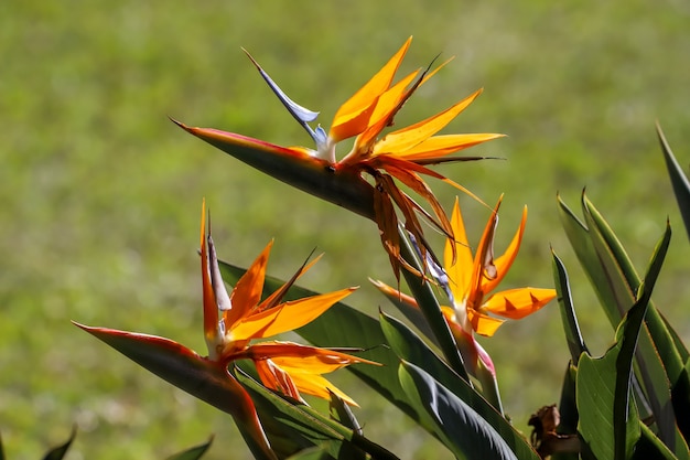 Fiori gialli e arancioni in un giardino. Messa a fuoco selettiva.