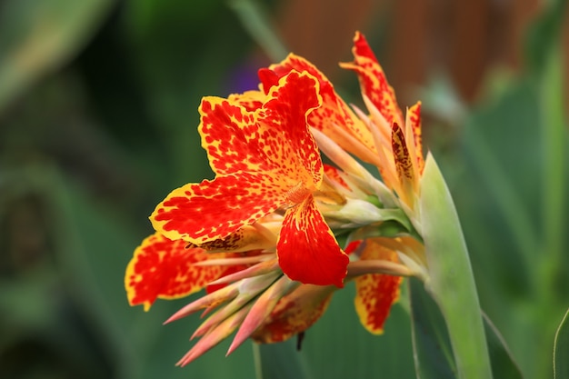 Fiori gialli e arancioni in un giardino. Messa a fuoco selettiva.