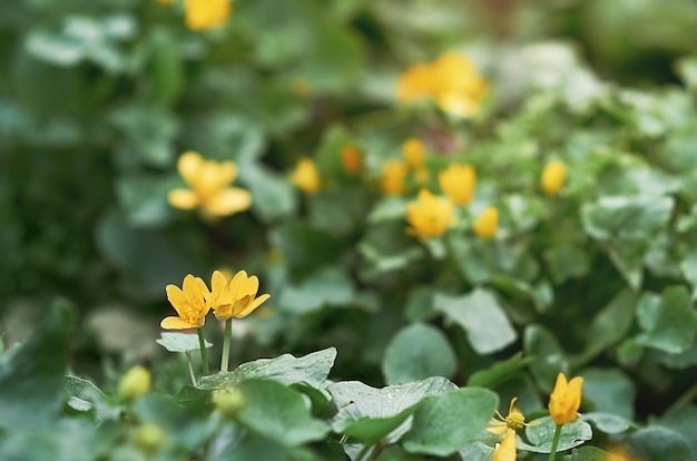 Fiori gialli e foglie verdi su uno sfondo sfocato