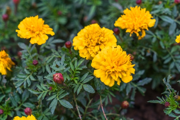 Fiori gialli e foglie verdi