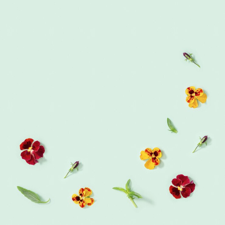 Foto fiori gialli e rossi viola del pensiero, piccole foglie verdi, stile stagionale fiorito piatto estivo