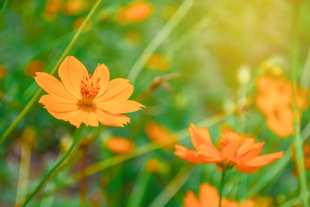 Fiori gialli ed arancio dell&#39;universo in giardino.