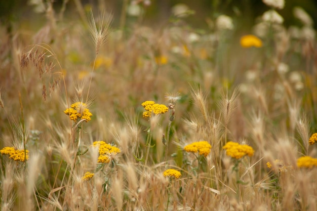 Fiori gialli ed erba in campo