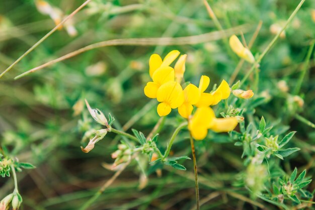 Fiori gialli estivi che crescono sul campo.