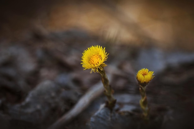 Fiori gialli farfara su uno sfondo sfocato primo piano