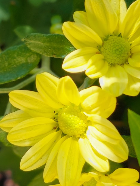 Fiori gialli fiori gialli in un'aiuola in una piccola città nel fuoco selettivo del Brasile