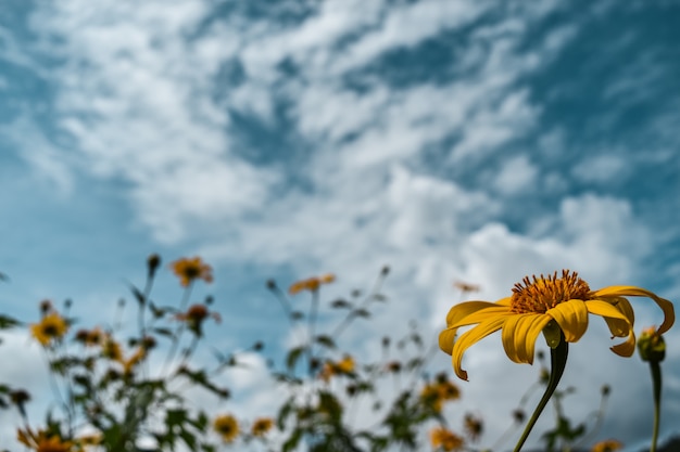 Fiori gialli (girasole messicano) con la priorità bassa del cielo blu.