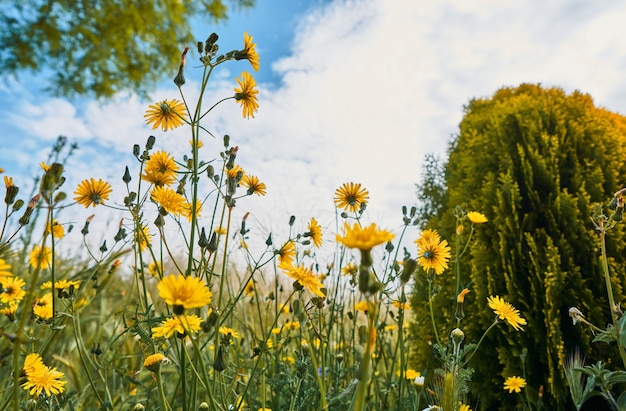 Fiori gialli in campo in primavera