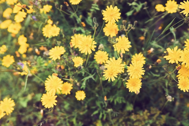 Fiori gialli in campo in primavera