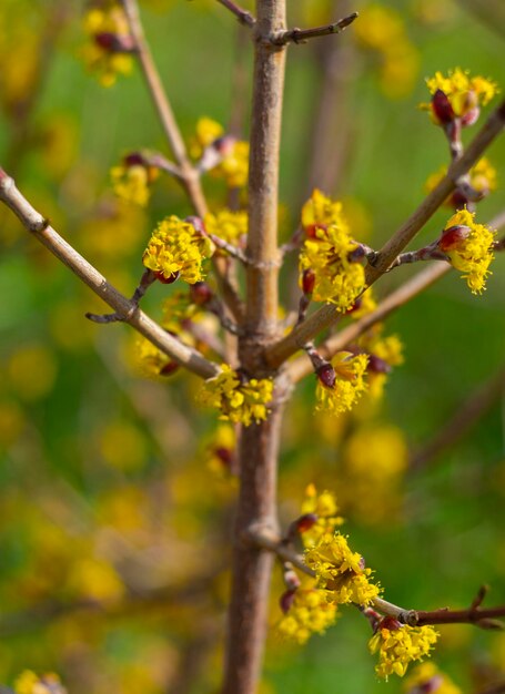 Fiori gialli in fiore Bush Cornus mas in Grecia