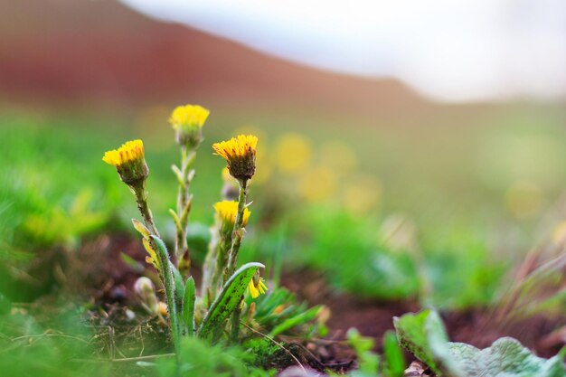 Fiori gialli in fiore di farfara