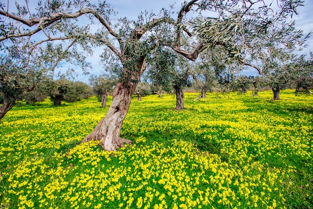 Fiori gialli in giardino