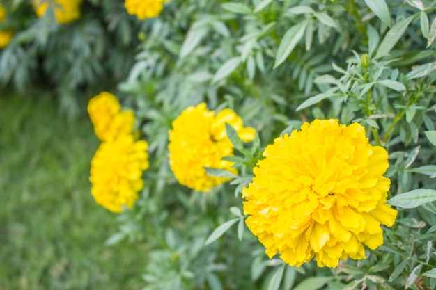 Fiori gialli in giardino