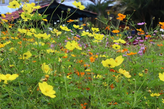 Fiori gialli in giardino