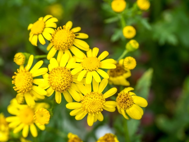 Fiori gialli in giardino