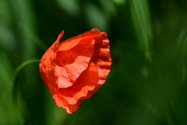 Fiori gialli in giardino