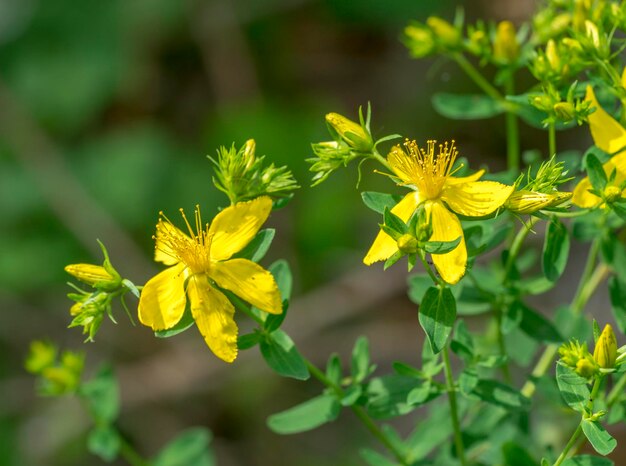 fiori gialli in un ambiente naturale