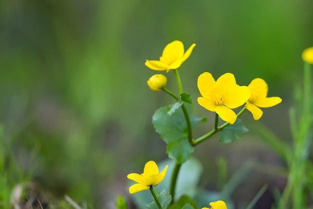 Fiori gialli in una radura