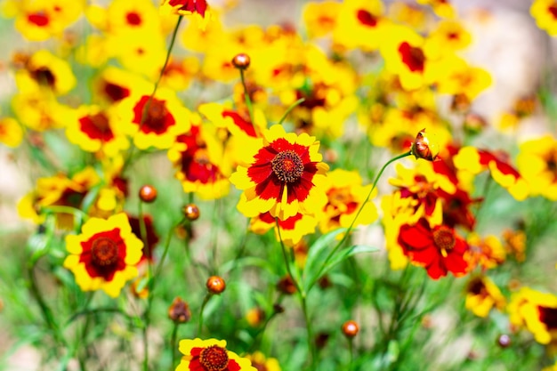 Fiori gialli luminosi con un coreopsis centrale arancione nella vista dall'alto del giardino Sfondo floreale estivo