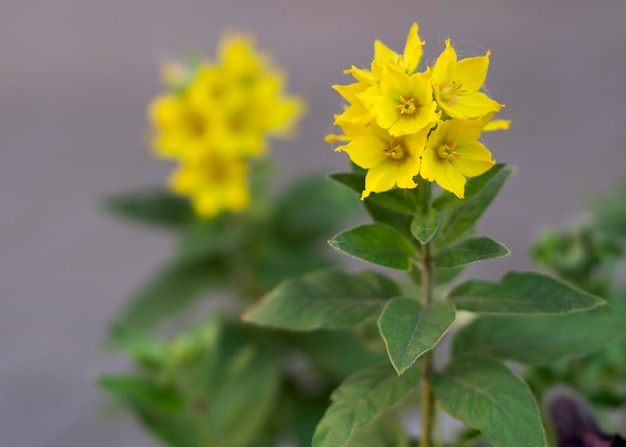 Fiori gialli Lysimachia punctata Giallo Loosestrife