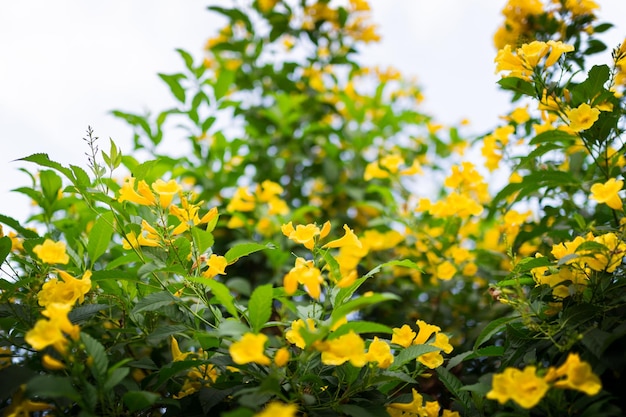 Fiori gialli nel verde giardino al pomeriggio