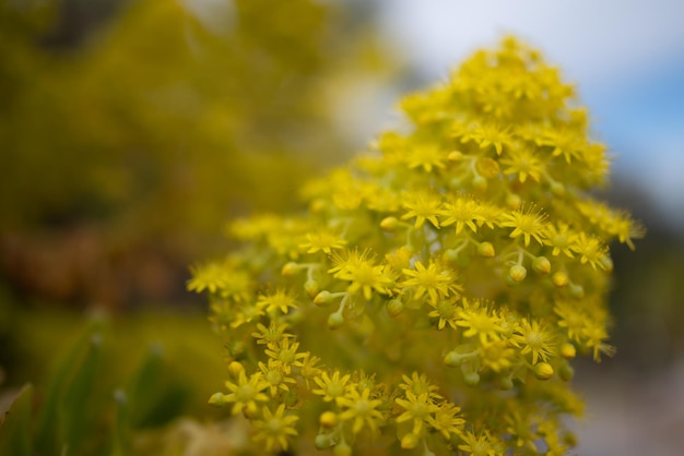 Fiori gialli per lo più sfocati su sfondo blu cielo Sfondo natura estate Albero aeonium Rosa irlandese semprevivo o Aeonium arboreum pianta foto Succulente subtropicale esotico