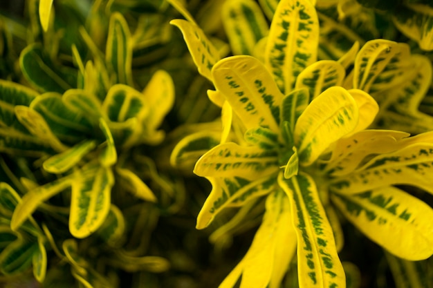 fiori gialli per sfondo fresco