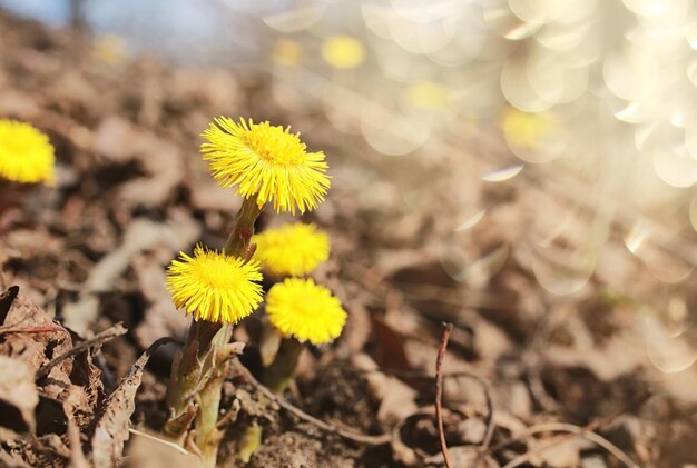 Fiori gialli primaverili in foglie cadute