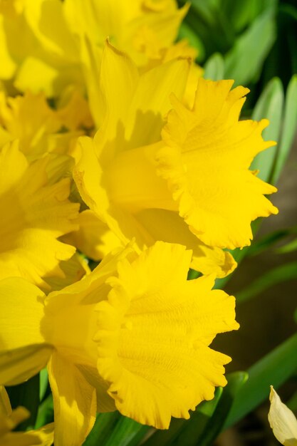 Fiori gialli ricci di narciso