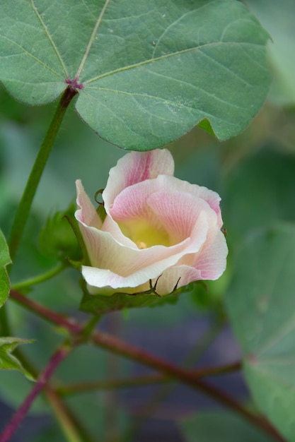 Fiori gialli rotondi della pianta del cotone