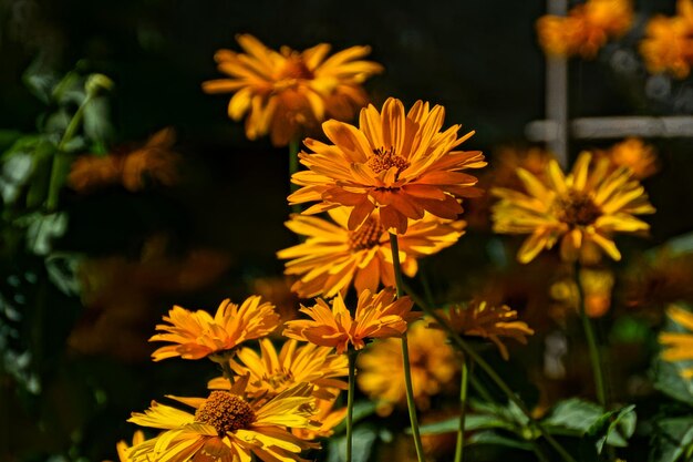 fiori gialli scuri che crescono nel giardino nel caldo sole del pomeriggio estivo