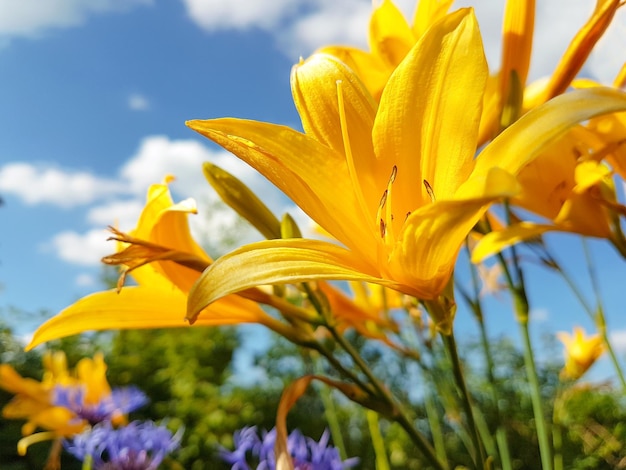 Fiori gialli splendidi e fioriti contro il cielo blu e le nuvole nel giardino