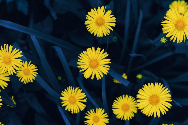 Fiori gialli su sfondo blu Fiori blu e gialli