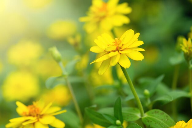 Fiori gialli su sfondo verde della natura