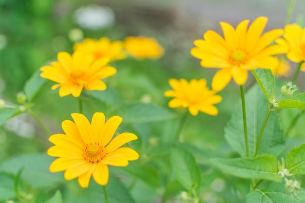 Fiori gialli su sfondo verde