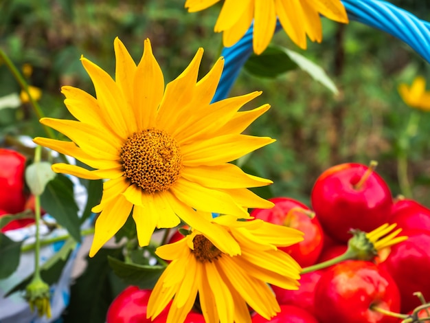 Fiori gialli su un cesto con mele in un giardino di campagna estivo closeup