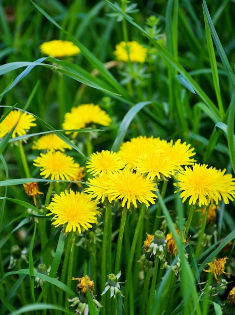 Fiori gialli su un prato