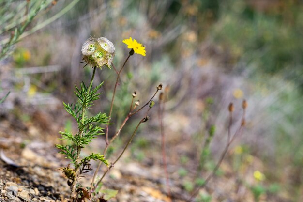 Fiori gialli su un tronco con la parola deserto sul fondo