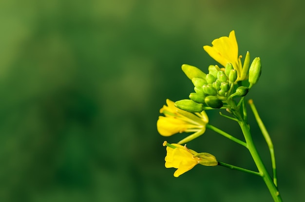 Fiori gialli su una pianta